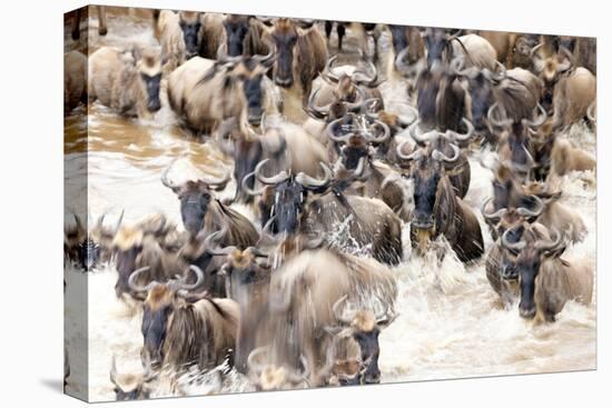 Migratory blue wildebeest (Connochaetes taurinus) crossing the Mara River-Godong-Stretched Canvas