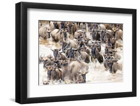 Migratory blue wildebeest (Connochaetes taurinus) crossing the Mara River-Godong-Framed Photographic Print