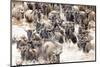 Migratory blue wildebeest (Connochaetes taurinus) crossing the Mara River-Godong-Mounted Photographic Print