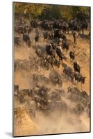 Migratory blue wildebeest (Connochaetes taurinus) crossing the Mara River-Godong-Mounted Photographic Print