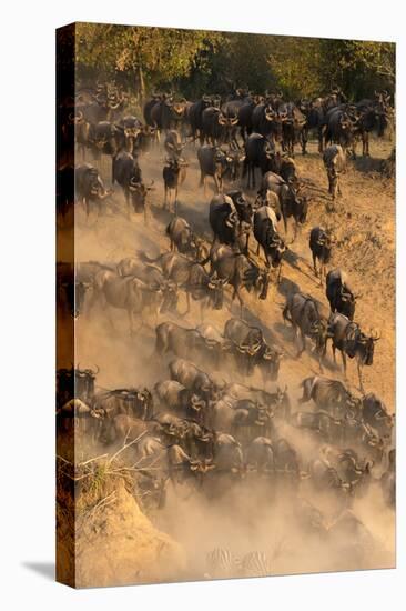 Migratory blue wildebeest (Connochaetes taurinus) crossing the Mara River-Godong-Stretched Canvas
