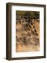 Migratory blue wildebeest (Connochaetes taurinus) crossing the Mara River-Godong-Framed Photographic Print