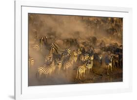 Migratory blue wildebeest (Connochaetes taurinus) crossing the Mara River-Godong-Framed Photographic Print