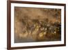 Migratory blue wildebeest (Connochaetes taurinus) crossing the Mara River-Godong-Framed Photographic Print