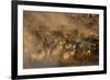 Migratory blue wildebeest (Connochaetes taurinus) crossing the Mara River-Godong-Framed Photographic Print