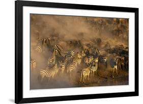 Migratory blue wildebeest (Connochaetes taurinus) crossing the Mara River-Godong-Framed Photographic Print