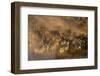 Migratory blue wildebeest (Connochaetes taurinus) crossing the Mara River-Godong-Framed Photographic Print