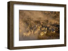 Migratory blue wildebeest (Connochaetes taurinus) crossing the Mara River-Godong-Framed Photographic Print