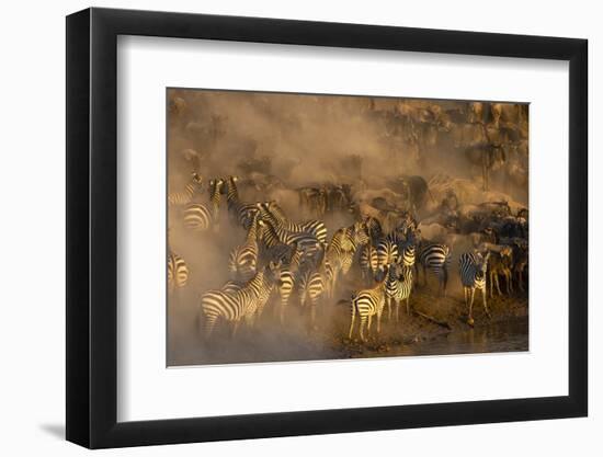 Migratory blue wildebeest (Connochaetes taurinus) crossing the Mara River-Godong-Framed Photographic Print