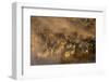 Migratory blue wildebeest (Connochaetes taurinus) crossing the Mara River-Godong-Framed Photographic Print