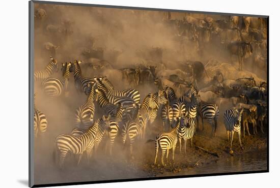 Migratory blue wildebeest (Connochaetes taurinus) crossing the Mara River-Godong-Mounted Photographic Print