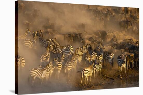 Migratory blue wildebeest (Connochaetes taurinus) crossing the Mara River-Godong-Stretched Canvas