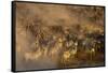 Migratory blue wildebeest (Connochaetes taurinus) crossing the Mara River-Godong-Framed Stretched Canvas