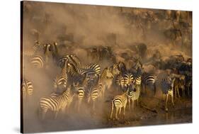 Migratory blue wildebeest (Connochaetes taurinus) crossing the Mara River-Godong-Stretched Canvas