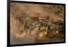 Migratory blue wildebeest (Connochaetes taurinus) crossing the Mara River-Godong-Framed Photographic Print