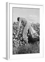 Migratory Field Worker Picking Cotton-Dorothea Lange-Framed Art Print