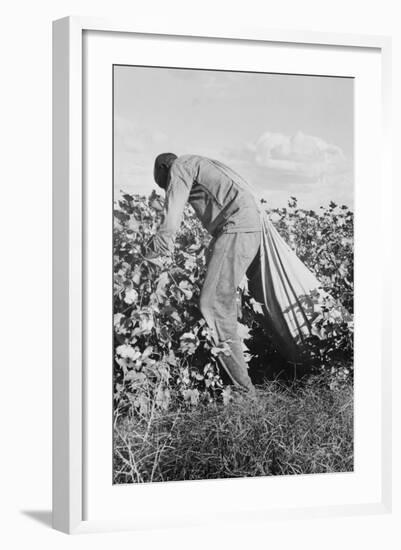 Migratory Field Worker Picking Cotton-Dorothea Lange-Framed Art Print