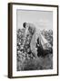 Migratory Field Worker Picking Cotton-Dorothea Lange-Framed Art Print