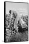 Migratory Field Worker Picking Cotton-Dorothea Lange-Framed Stretched Canvas