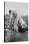 Migratory Field Worker Picking Cotton-Dorothea Lange-Stretched Canvas