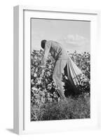 Migratory Field Worker Picking Cotton-Dorothea Lange-Framed Art Print