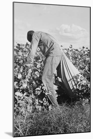 Migratory Field Worker Picking Cotton-Dorothea Lange-Mounted Art Print