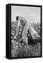 Migratory Field Worker Picking Cotton-Dorothea Lange-Framed Stretched Canvas