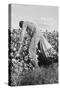 Migratory Field Worker Picking Cotton-Dorothea Lange-Stretched Canvas