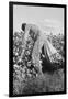 Migratory Field Worker Picking Cotton-Dorothea Lange-Framed Art Print