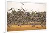 Migratory flock of birds, Barnacle goose-Paivi Vikstrom-Framed Photographic Print