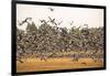 Migratory flock of birds, Barnacle goose-Paivi Vikstrom-Framed Photographic Print