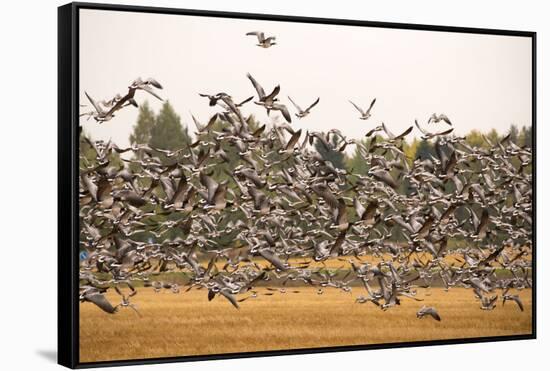 Migratory flock of birds, Barnacle goose-Paivi Vikstrom-Framed Stretched Canvas