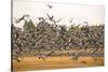 Migratory flock of birds, Barnacle goose-Paivi Vikstrom-Stretched Canvas