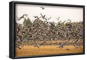 Migratory flock of birds, Barnacle goose-Paivi Vikstrom-Framed Photographic Print