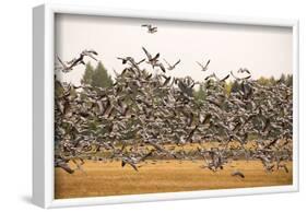 Migratory flock of birds, Barnacle goose-Paivi Vikstrom-Framed Photographic Print