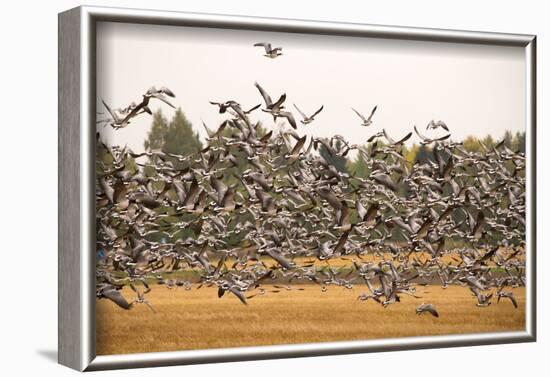 Migratory flock of birds, Barnacle goose-Paivi Vikstrom-Framed Photographic Print