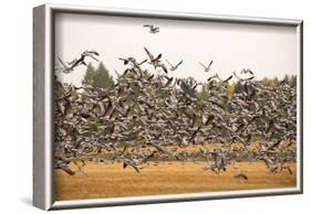 Migratory flock of birds, Barnacle goose-Paivi Vikstrom-Framed Photographic Print