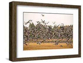 Migratory flock of birds, Barnacle goose-Paivi Vikstrom-Framed Photographic Print