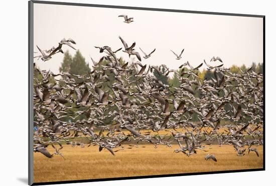 Migratory flock of birds, Barnacle goose-Paivi Vikstrom-Mounted Photographic Print