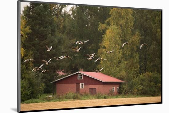 Migratory flock of birds, Barnacle goose-Paivi Vikstrom-Mounted Photographic Print