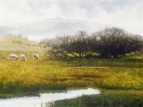Grazing Sheep-Miguel Dominguez-Mounted Giclee Print