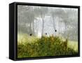 Canvas Black
