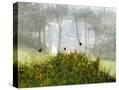 Stretched Canvas
