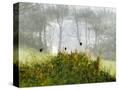 Stretched Canvas