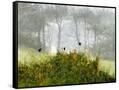Canvas Black