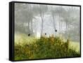 Canvas Black