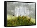 Canvas Black
