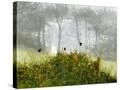 Stretched Canvas