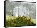 Canvas Black