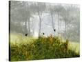 Stretched Canvas